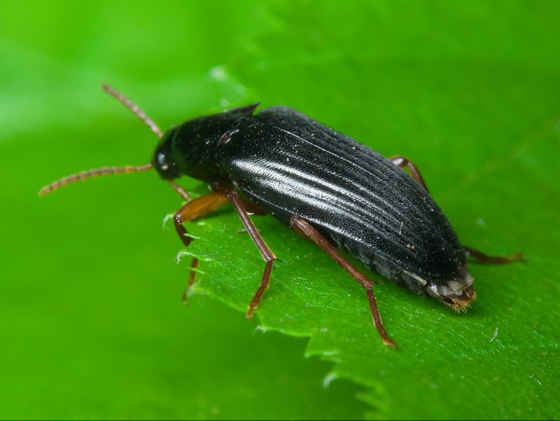 Melandrya barbata (Fabricius, 1792)